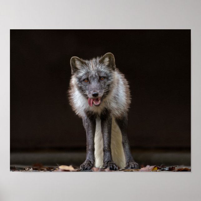 Póster Fox plateada cautivadora (Frente)