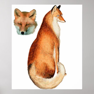 Póster Fox poster