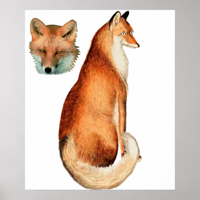 Póster Fox poster (Frente)
