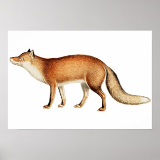 Póster Fox poster