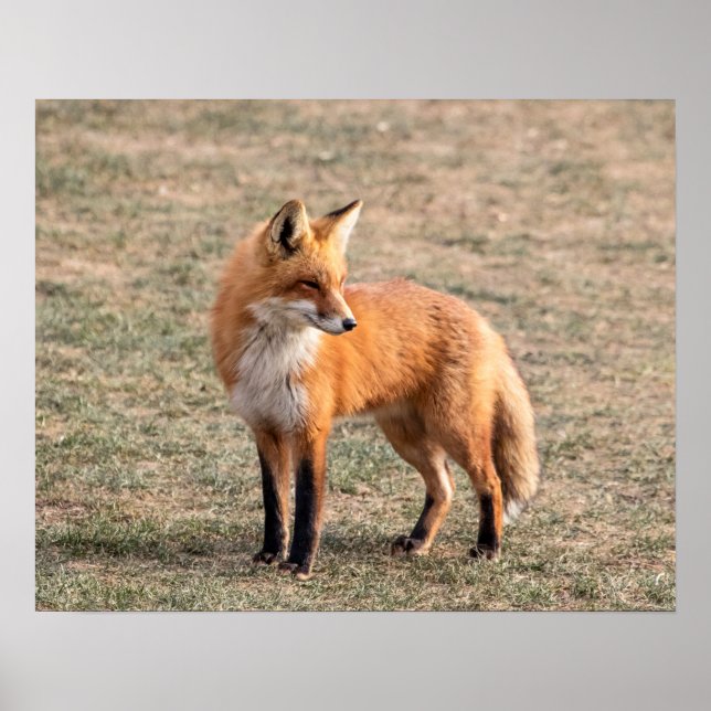 Póster Fox roja 20x16 en un campo (Frente)