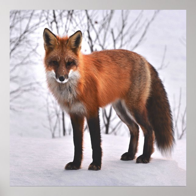 Póster Fox Roja En Invierno (Frente)