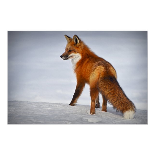 Póster Fox roja en nieve de invierno (Anverso)