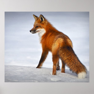 Póster Fox roja en nieve invernal