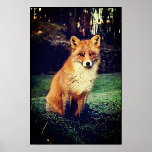 Póster Fox roja en un bosque