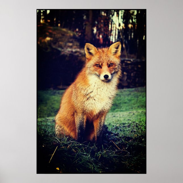 Póster Fox roja en un bosque (Frente)