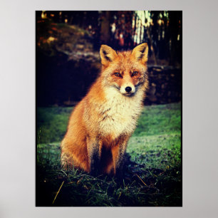 Póster Fox roja en un bosque