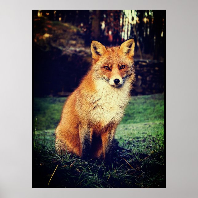 Póster Fox roja en un bosque (Frente)
