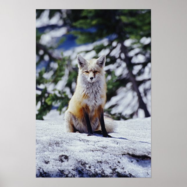 Póster Fox roja sentada en la orilla de la nieve, Vulpes, (Frente)