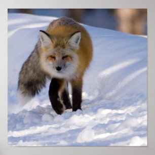 Póster Fox rojo de Yellowstone