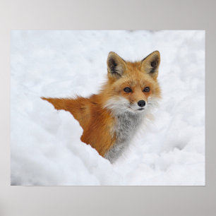 Póster Fox rojo en la nieve