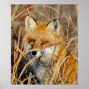Póster Fox rojo en las malas hierbas