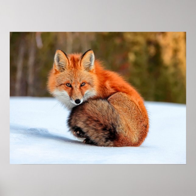 Póster Fox Rojo En Nieve | Yukón (Frente)