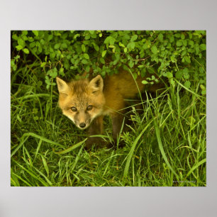 Póster Fox rojo joven que sale de la ocultación en