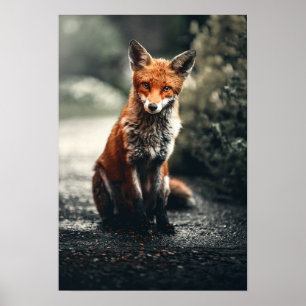 Póster Fox Rojo Sentado En El Suelo
