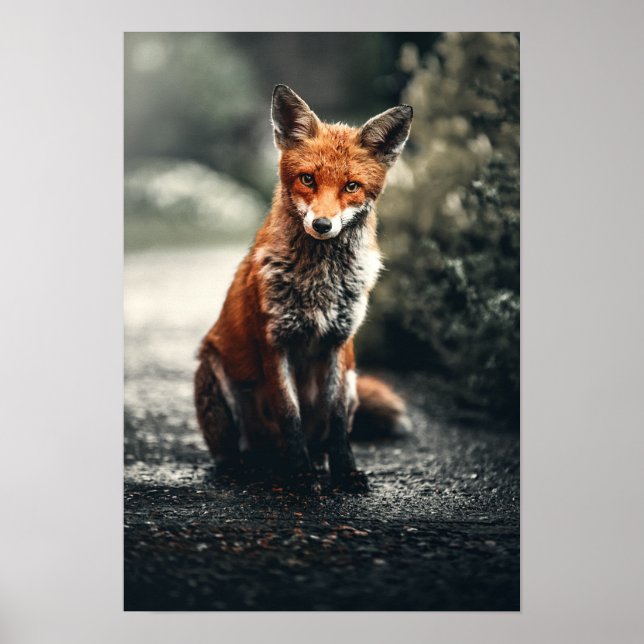 Póster Fox Rojo Sentado En El Suelo (Frente)
