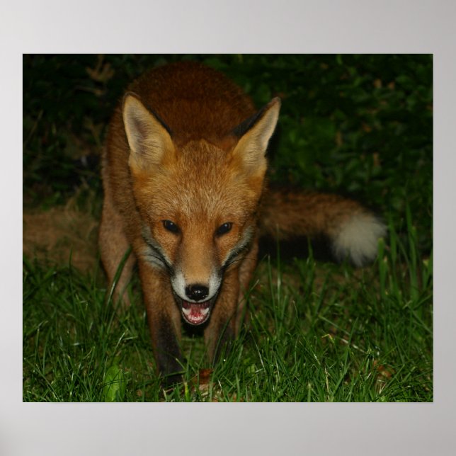 Póster Fox urbana (Frente)