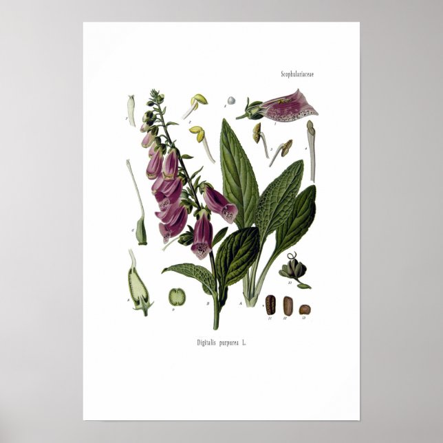 Póster Foxglove (Frente)