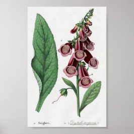 Póster Foxglove