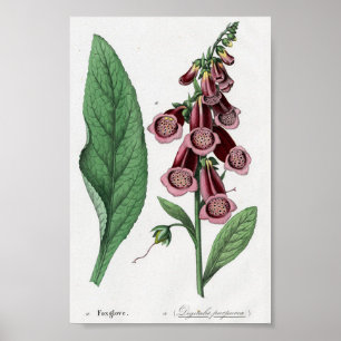 Póster Foxglove