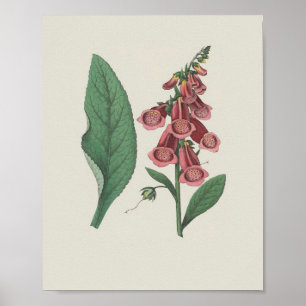 Póster Foxglove Flor silvestre Flor botánica
