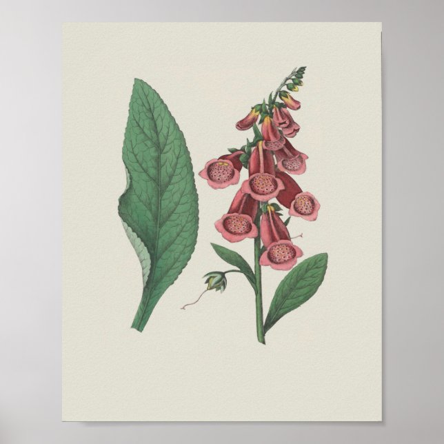 Póster Foxglove Flor silvestre Flor botánica (Frente)
