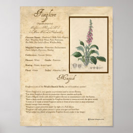PÓSTER FOXGLOVE MAGICK HERB