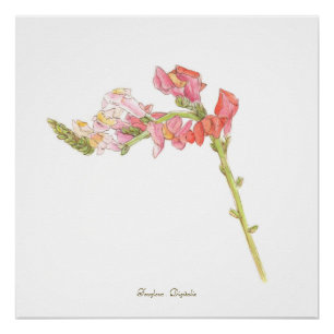 Póster Foxglove Print,