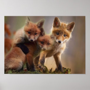 Póster Foxy Triplets