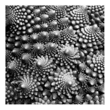 Fractal de verduras de Fibonacci, Romanesco Brocco