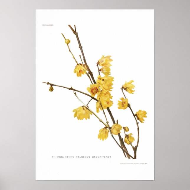 Póster Fraganes de Chimonanthus (Frente)
