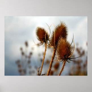 Póster fragmentos secos