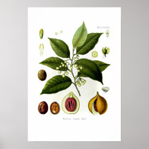 Póster Fragrans del Myristica (nuez moscada moscada)