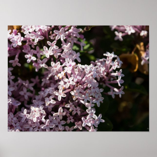 Póster Fragrant Lilac (Frente)