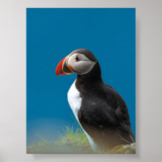 Póster Frailecillo