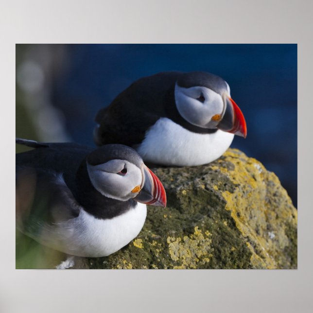 Póster Frailecillo atlántico (Fratercula arctica) 7 (Frente)