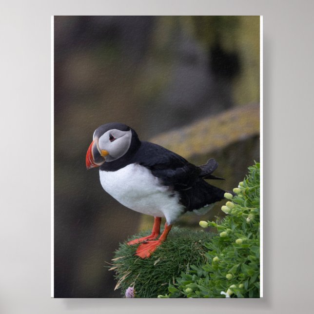 Póster Frailecillo en Islandia (Frente)