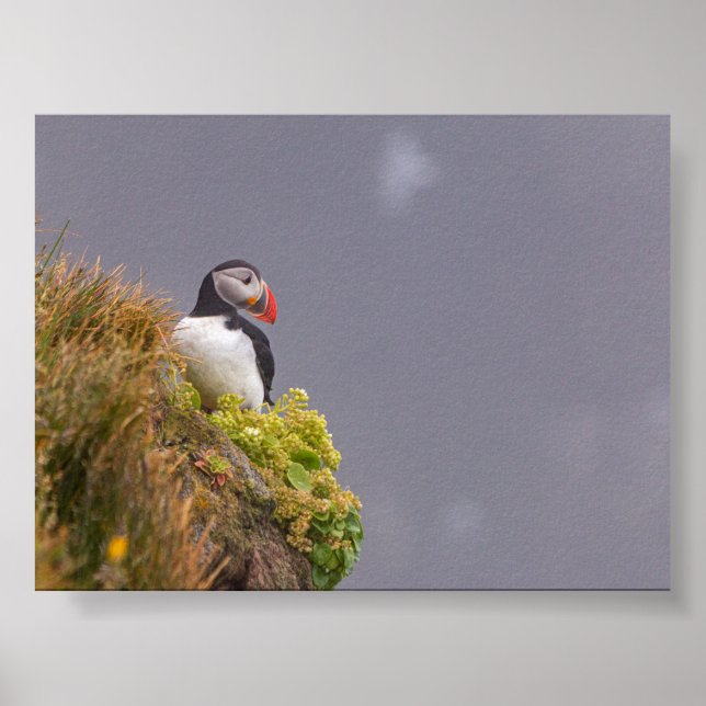 Póster Frailecillo en Islandia (Frente)