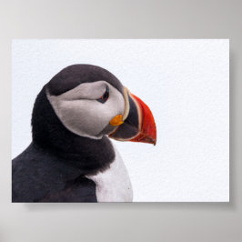 Póster Frailecillo en Islandia