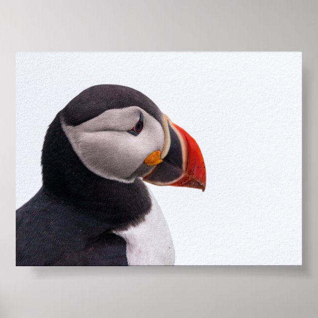 Póster Frailecillo en Islandia (Frente)