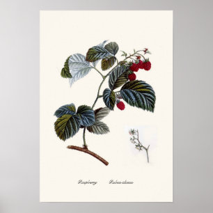 Póster Frambuesa