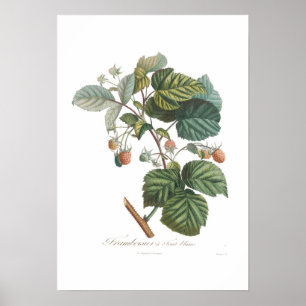 Póster Frambuesa blanca