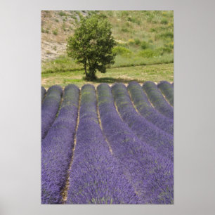 Póster France, Provence. Rows of lavender in bloom.