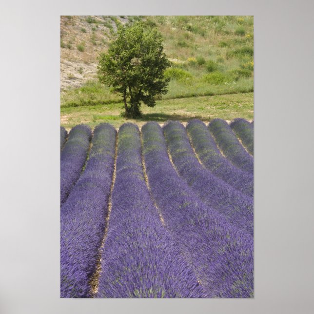 Póster France, Provence. Rows of lavender in bloom. (Frente)