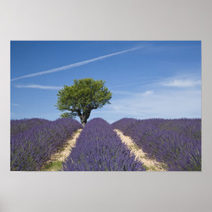 Póster France, Provence. Rows of lavender in bloom. 4