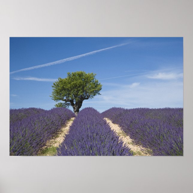 Póster France, Provence. Rows of lavender in bloom. 4 (Frente)