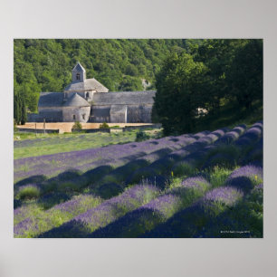 Póster Francia, Gordes, Abadía Senaque, campo de lavanda