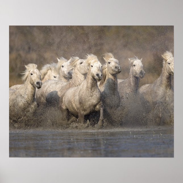 Póster Francia, Provenza. Caballos blancos de Camargue co (Frente)