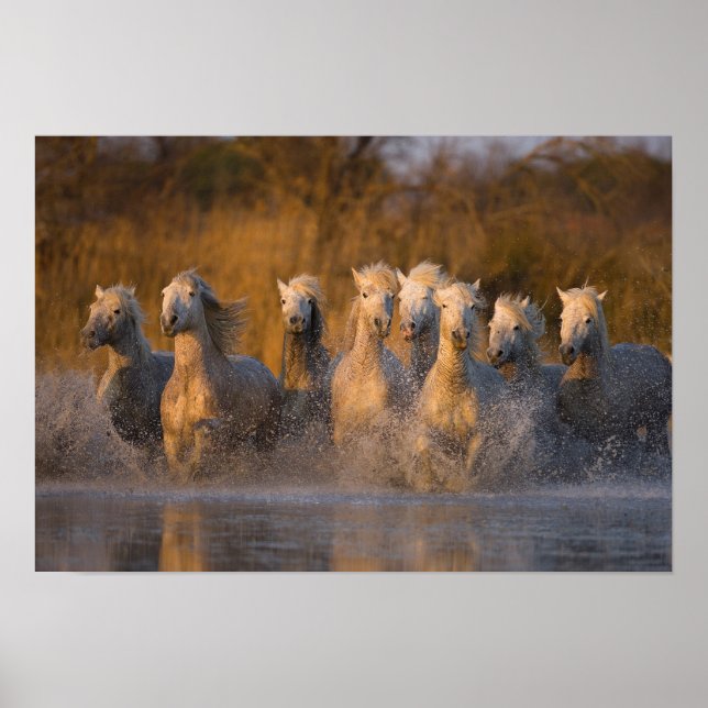 Póster Francia, Provenza. Caballos de Camarga Blanca (Frente)