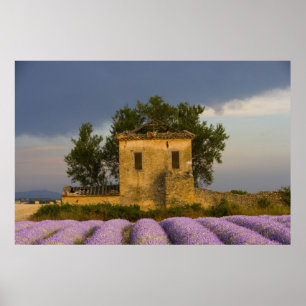 Póster Francia, Provenza. Campo de lavanda y